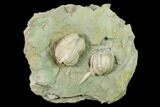 Multiple Blastoid (Pentremites) Plate - Illinois #135600-1